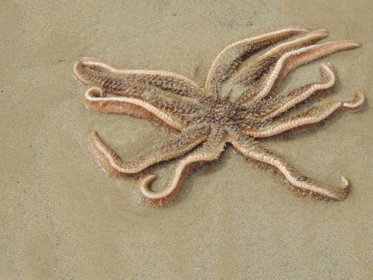 Seestern at Bakers Beach